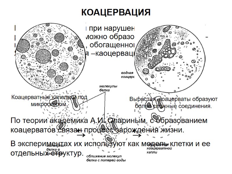 КОАЦЕРВАЦИЯ Кроме высаливания при нарушении устойчивости раствора белка возможно образование каоцервата – новой жидкой КОАЦЕРВАЦИЯ Кроме высаливания при нарушении устойчивости раствора белка возможно образование каоцервата – новой жидкой